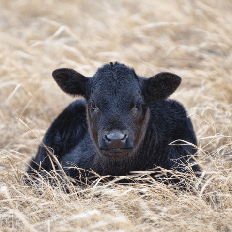 Calf