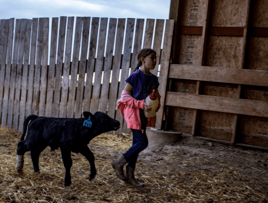 Girl with a cow