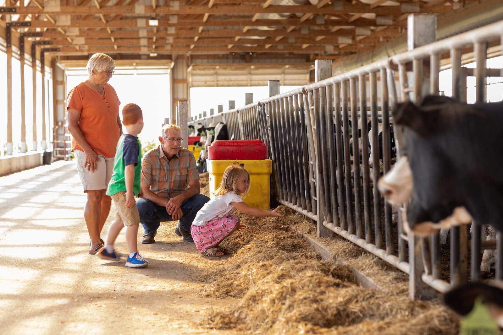 Family with Cattle