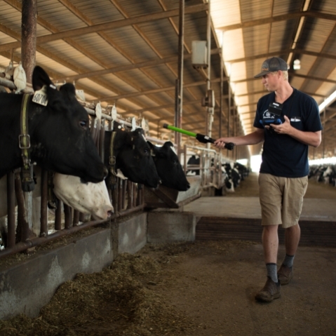 Man with cows