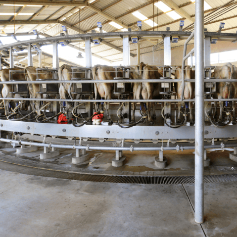 Cows in production centre